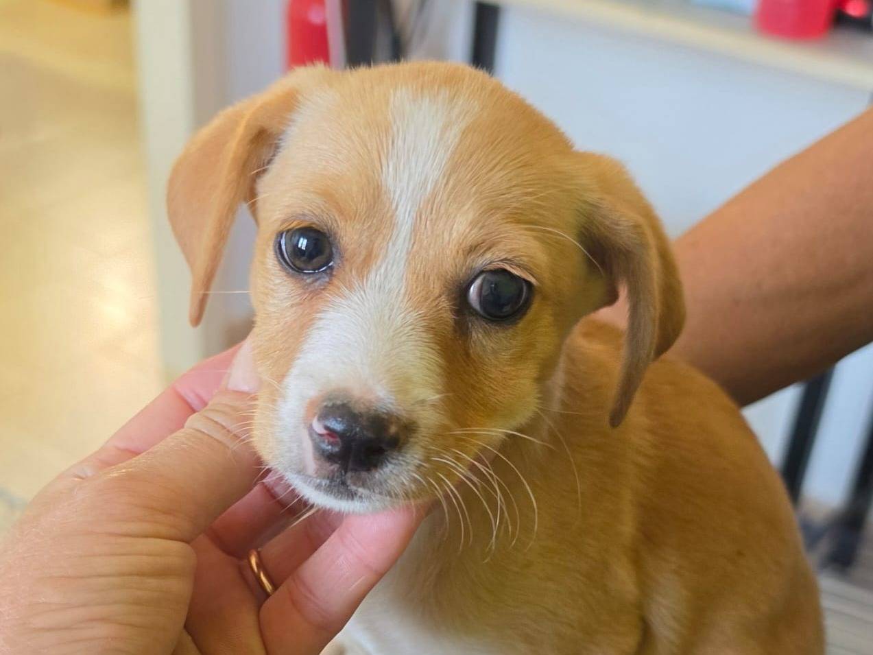Adozione cane, femmina, Razza sconosciuta Razza sconosciuta, 2 mesi, taglia media contenuta, Taranto