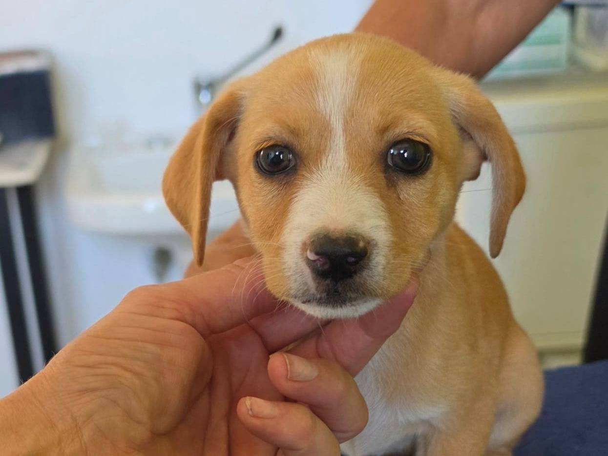 Adotta un cane, femmina, 2 mesi, Taranto