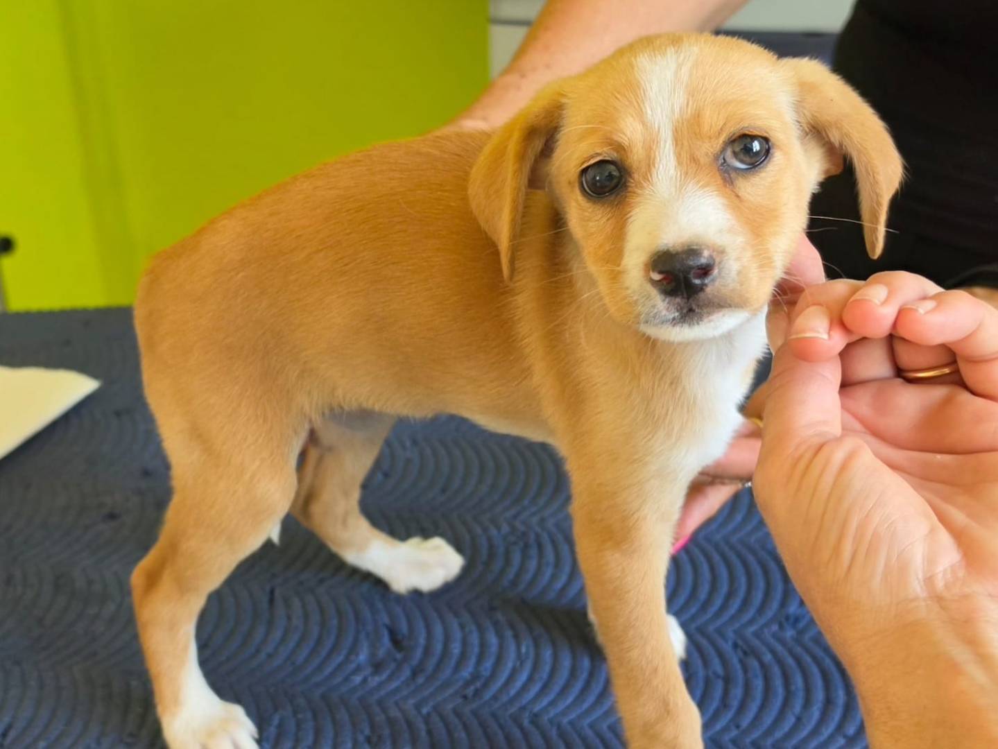Vuoi adottare un cane a Taranto?