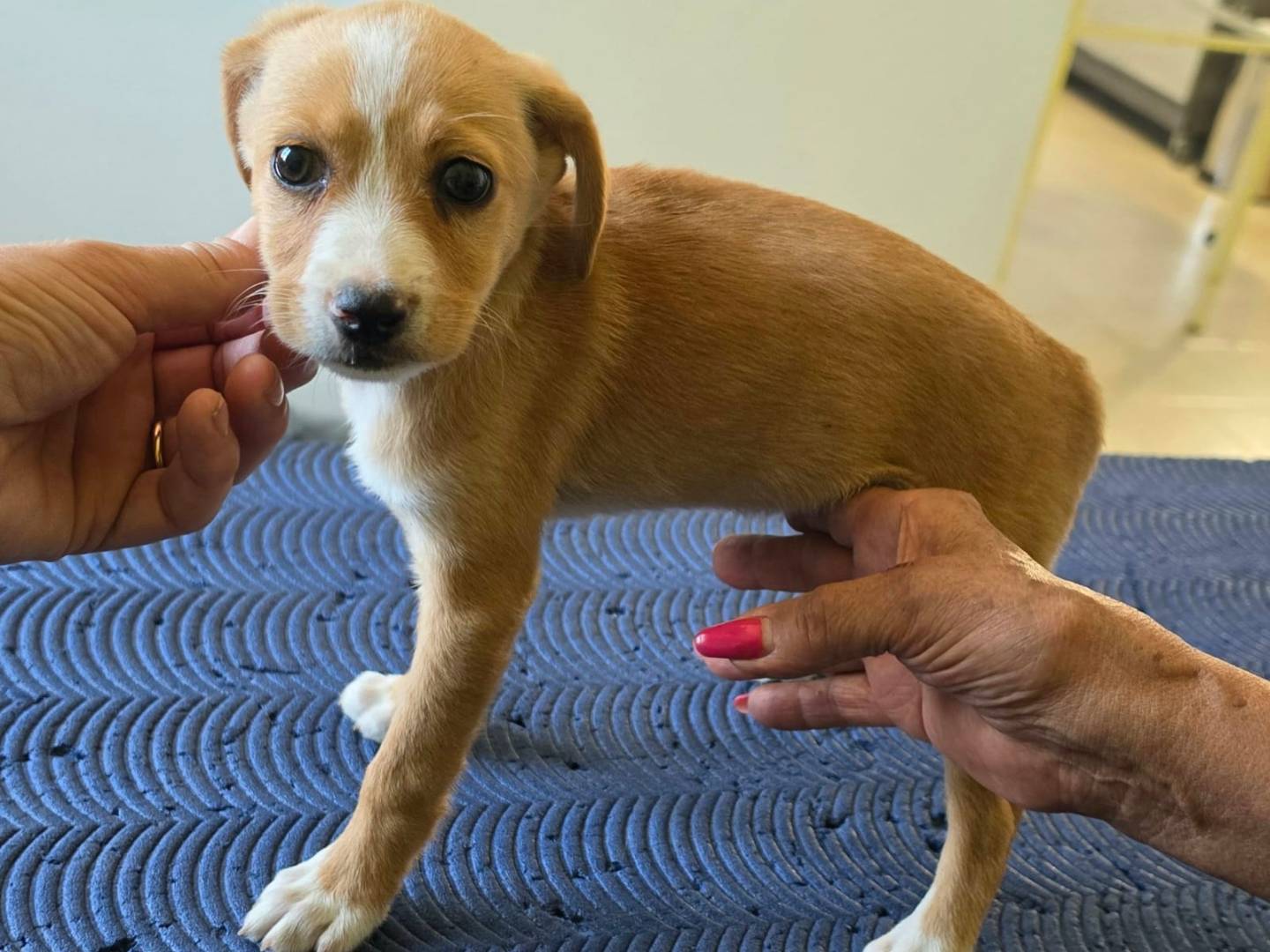 Adotta il cane Ambra a Taranto