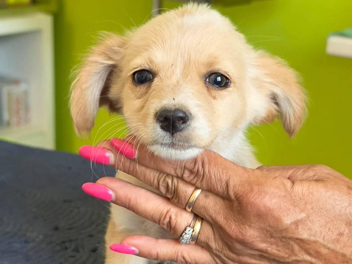 Adotta un cane, femmina, 2 mesi, Taranto