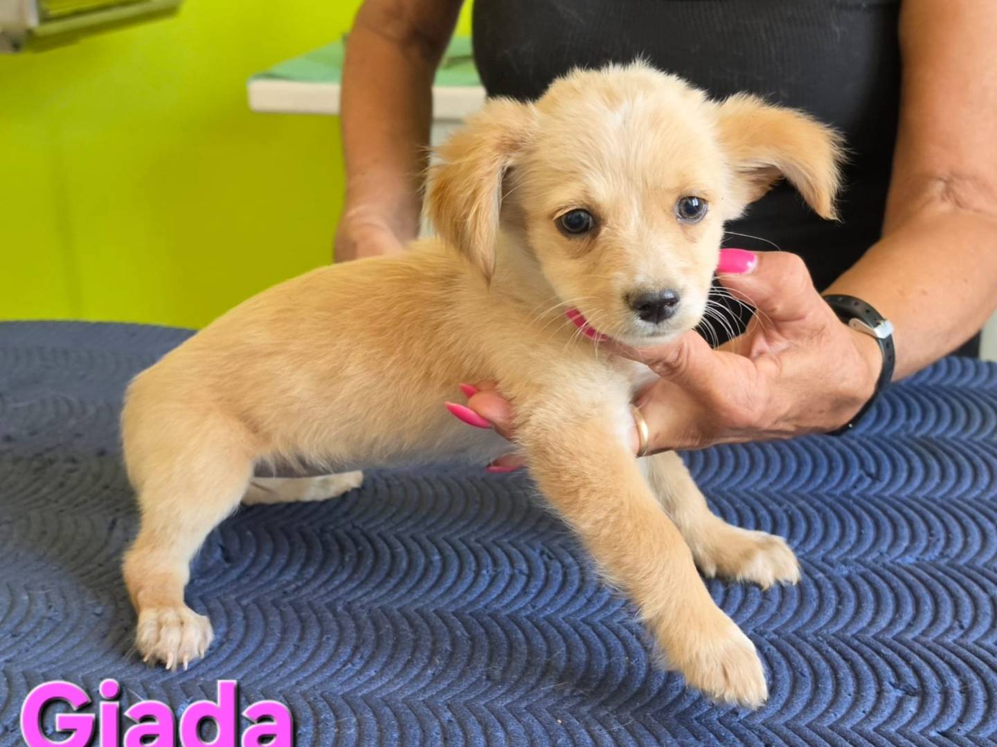 Adotta un cane, taglia piccola, femmina, Taranto