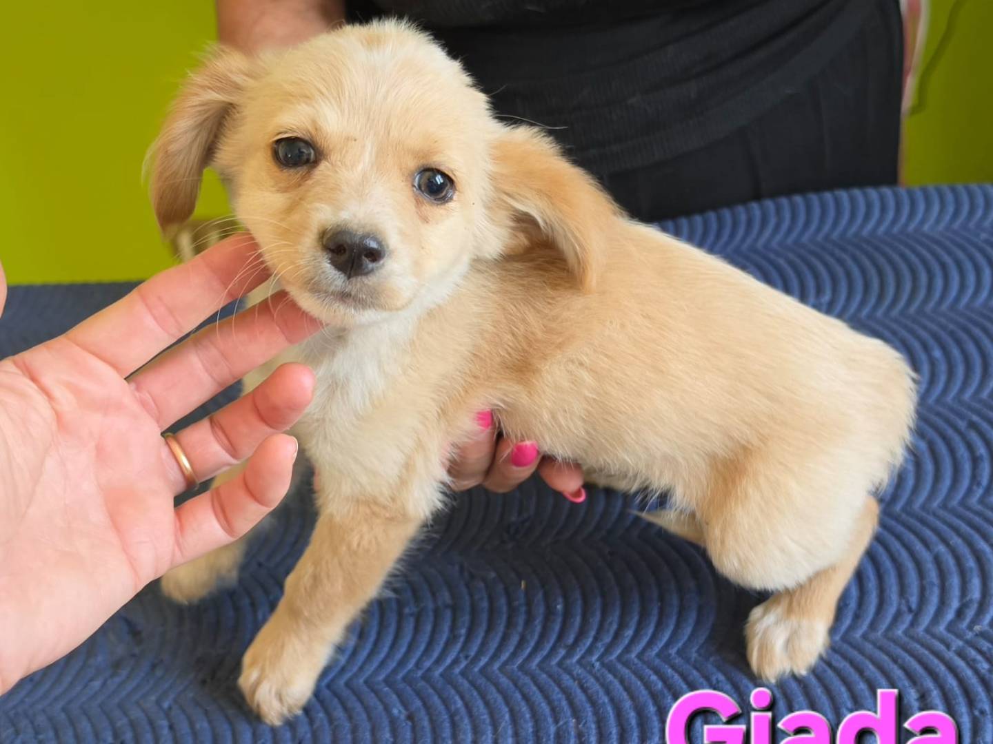 Vuoi adottare un cane a Taranto?