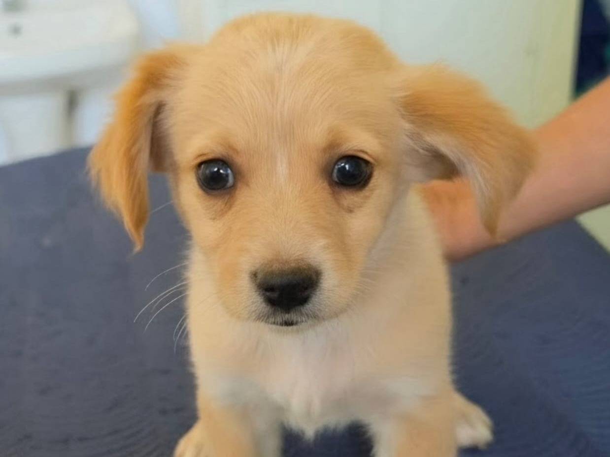 Adotta il cane Giada a Taranto