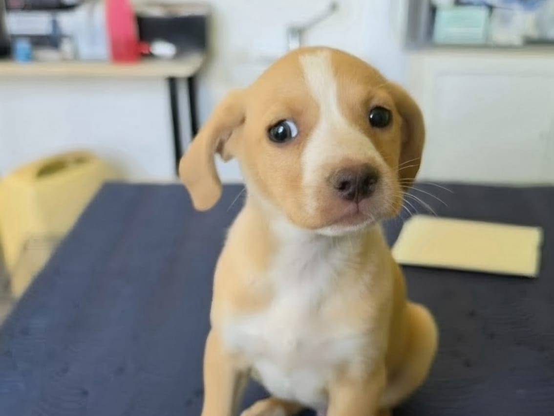 Adotta un cane, femmina, 2 mesi, Taranto