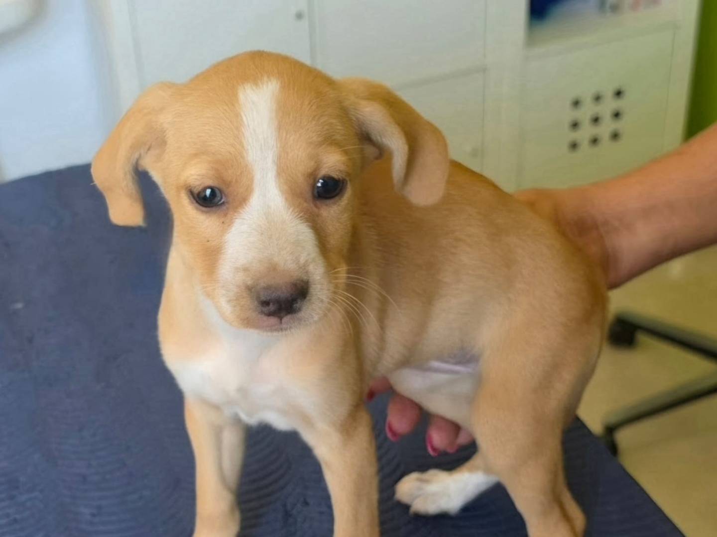 Adotta un cane, taglia piccola, femmina, Taranto