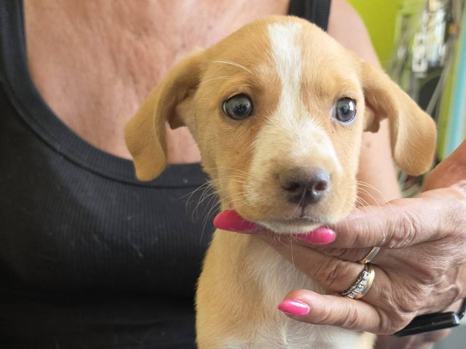 Vuoi adottare un cane a Taranto?