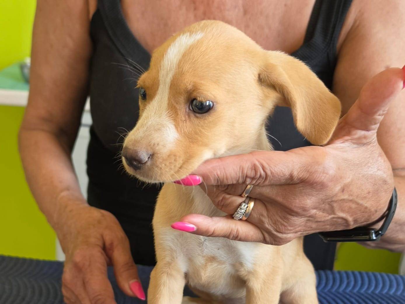 Adotta il cane Ametista a Taranto