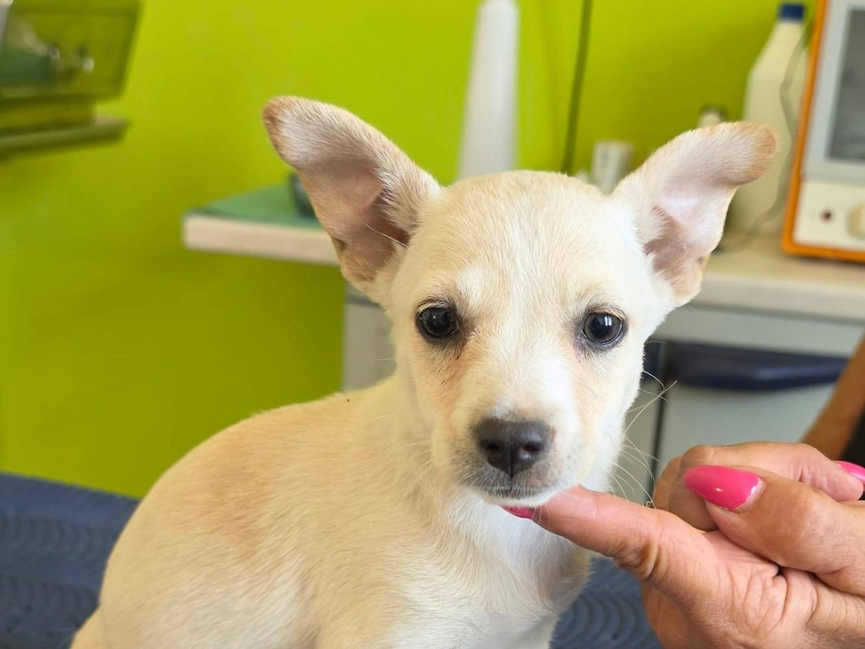 Adozione cane, femmina, Razza sconosciuta Razza sconosciuta, 2 mesi, taglia piccola, Taranto