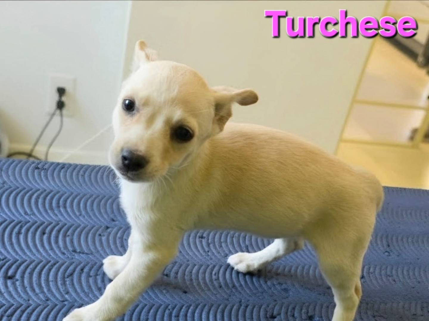 Adotta un cane, femmina, 2 mesi, Taranto