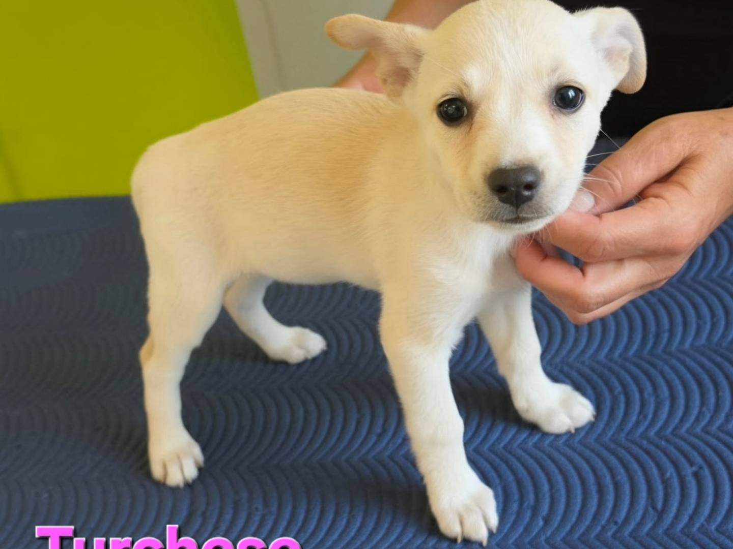 Adotta un cane, taglia piccola, femmina, Taranto