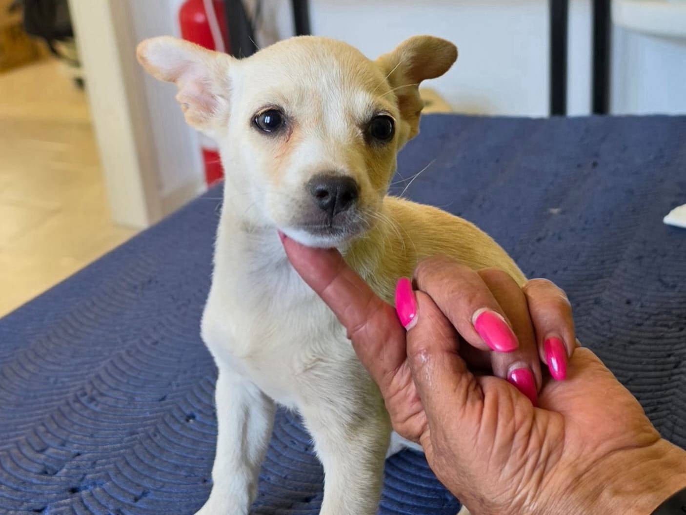 Vuoi adottare un cane a Taranto?