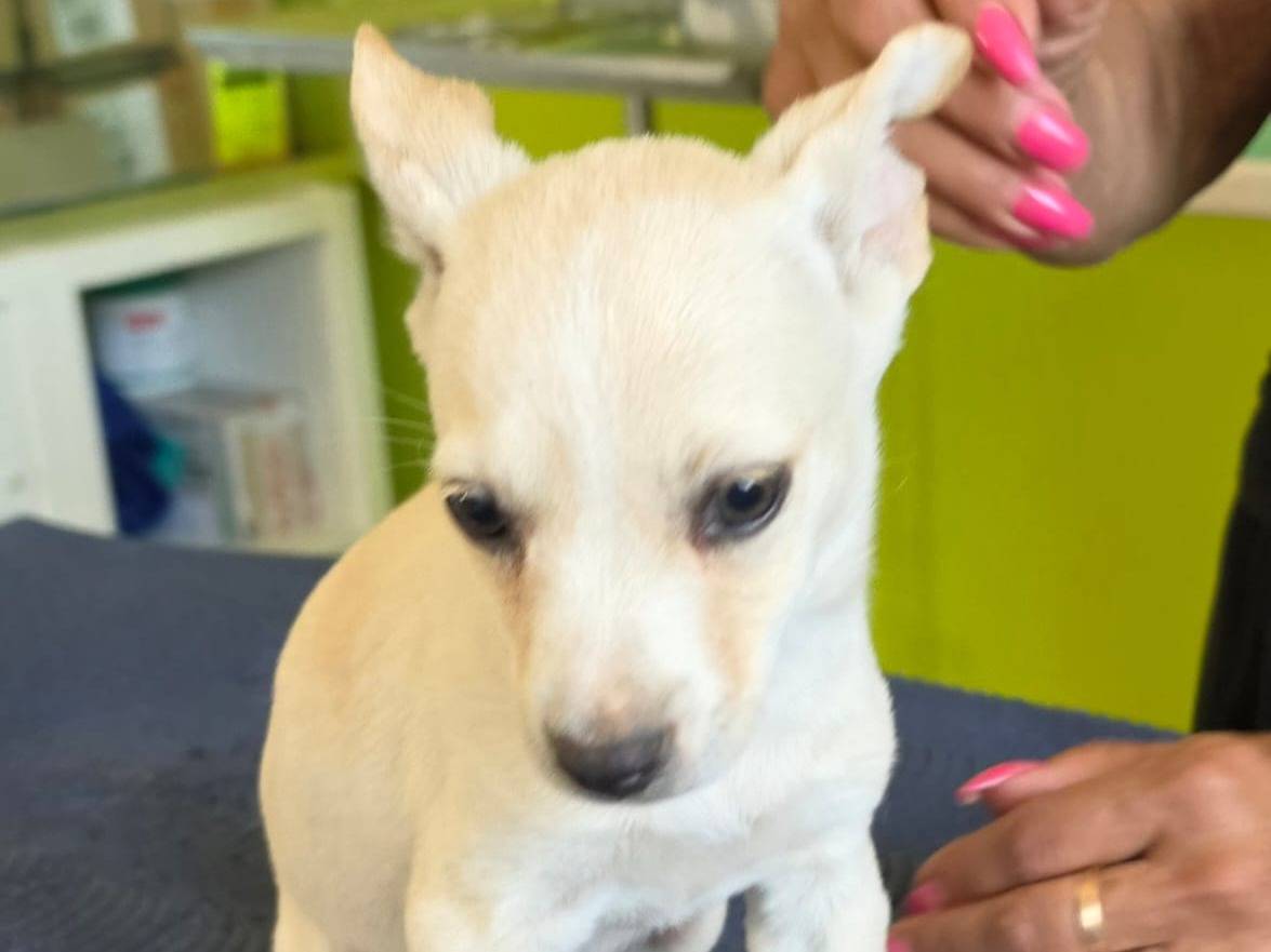 Adotta il cane Turchese a Taranto