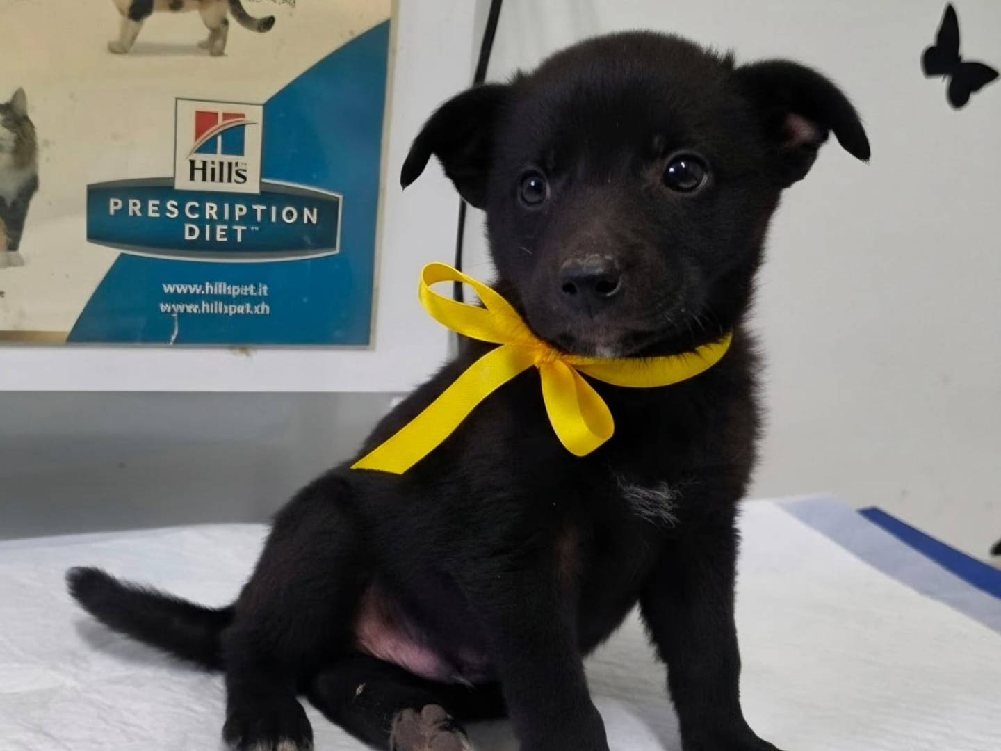 Adozione cane, maschio, Razza sconosciuta Razza sconosciuta, 2 mesi, taglia piccola, Taranto