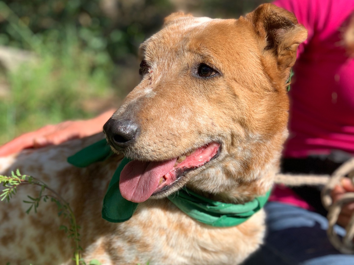 Adozione cane, maschio, Razza sconosciuta Razza sconosciuta, 6 anni e 10 mesi, taglia piccola, Latina