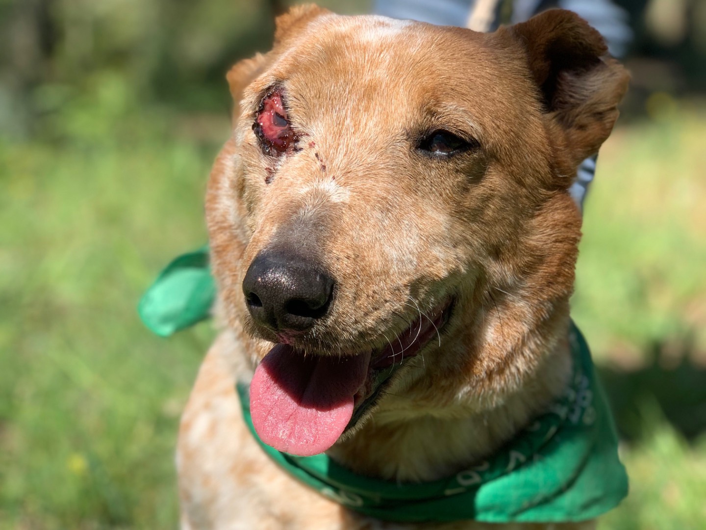 Adotta un cane, maschio, 6 anni e 10 mesi, Latina