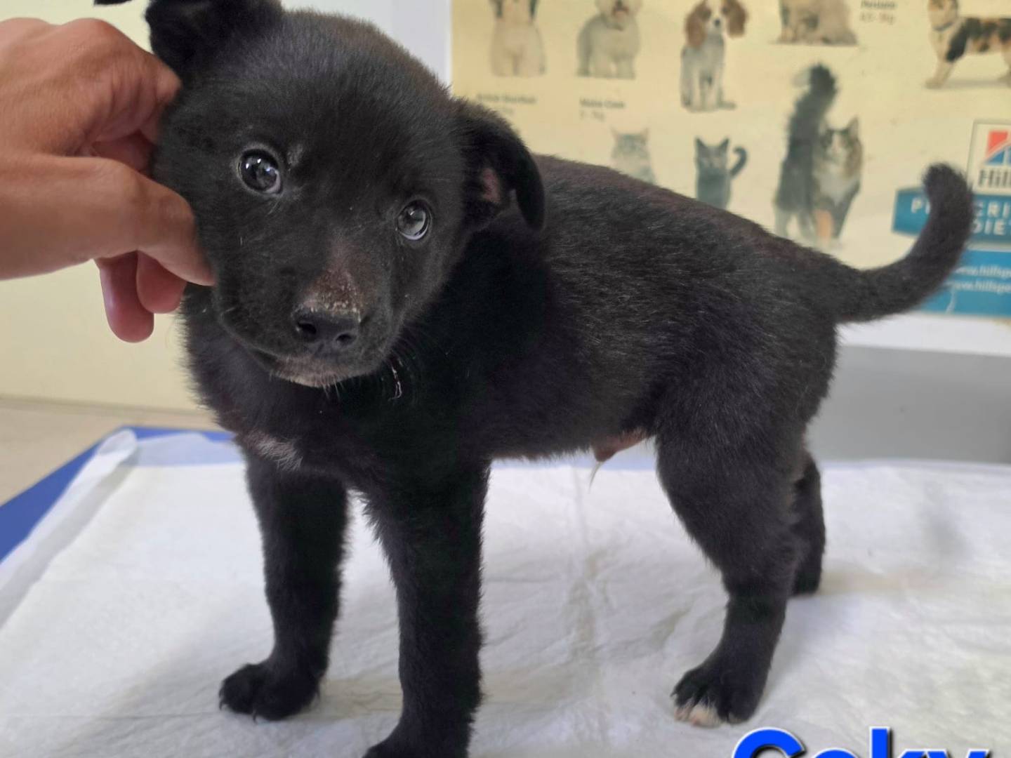 Adotta un cane, taglia piccola, maschio, Taranto