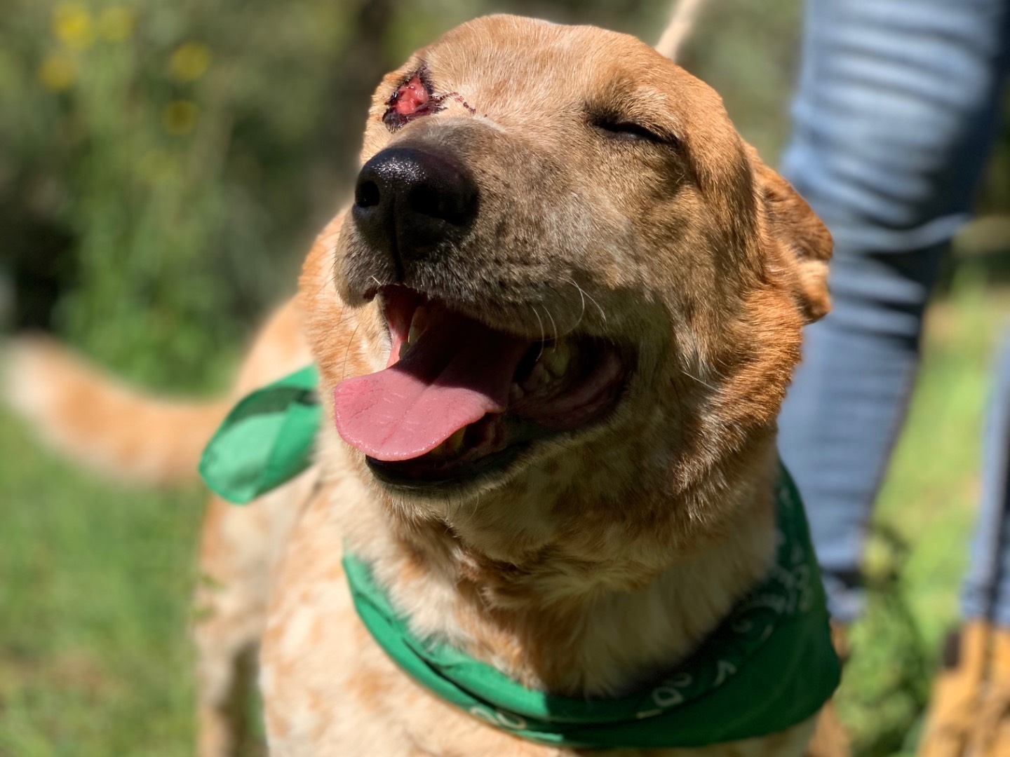 Adotta un cane, taglia piccola, maschio, Latina