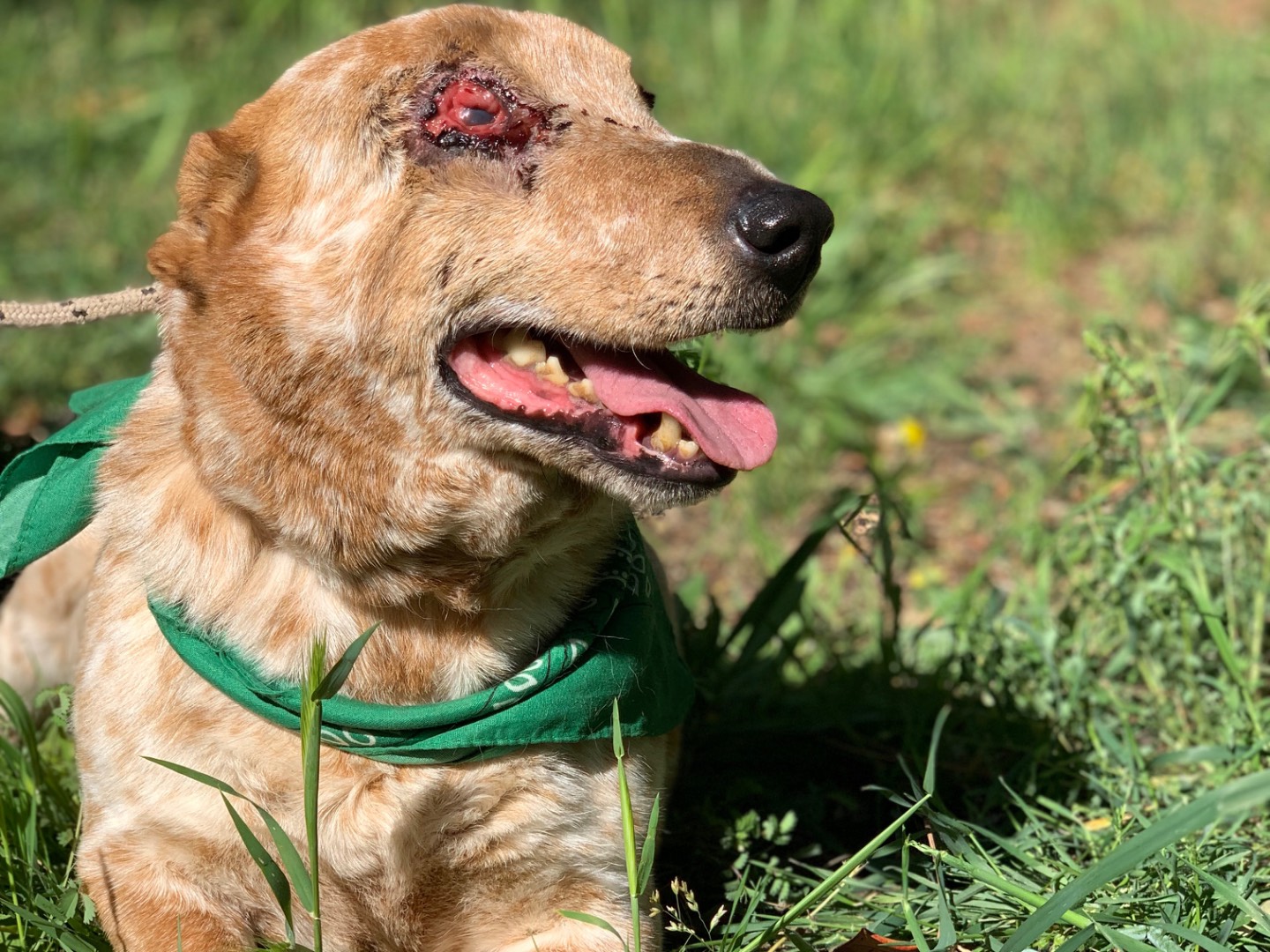 Vuoi adottare un cane a Latina?