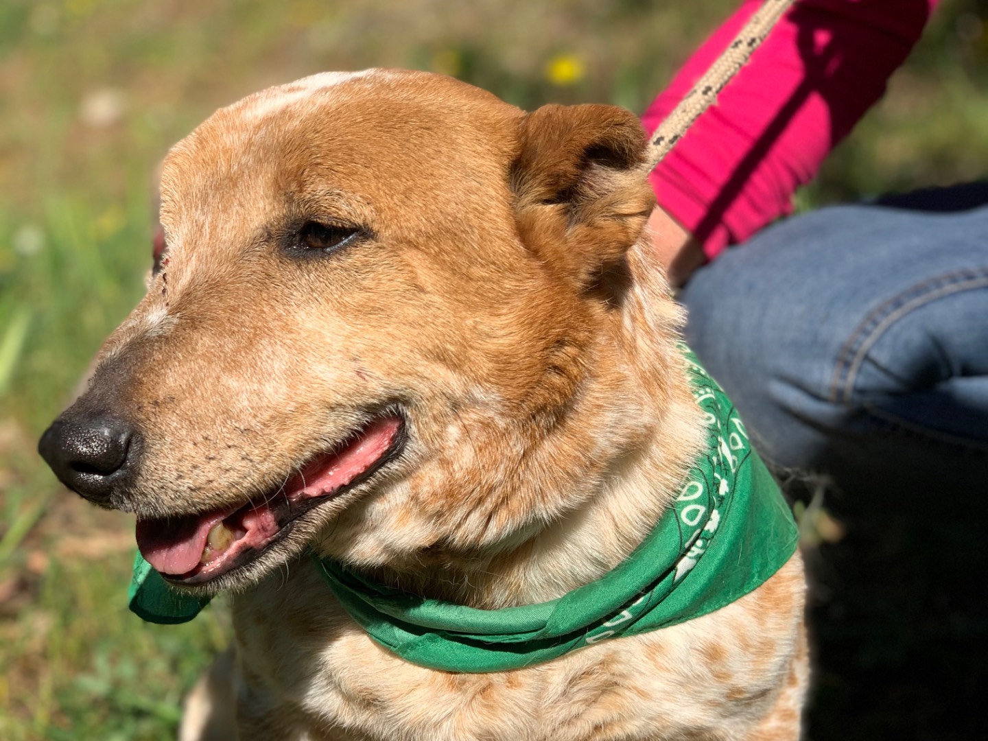 Adotta il cane Pyro a Latina