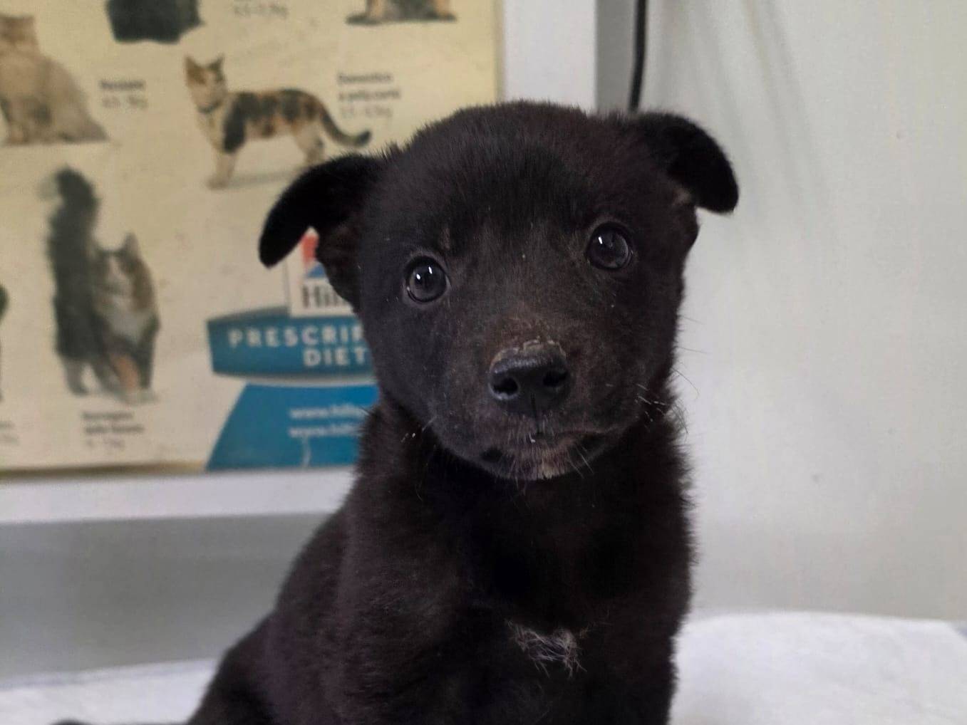 Adotta il cane Coky a Taranto