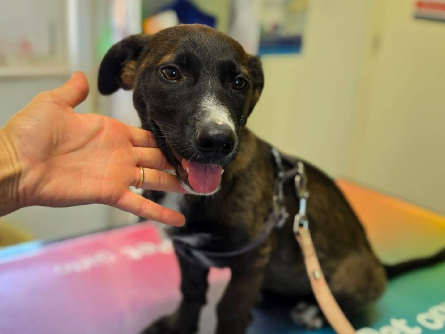 Adozione cane, femmina, Razza sconosciuta Razza sconosciuta, 4 mesi, taglia media contenuta, Taranto