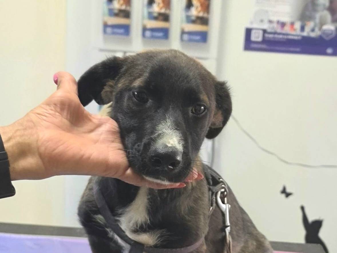 Adotta un cane, femmina, 4 mesi, Taranto