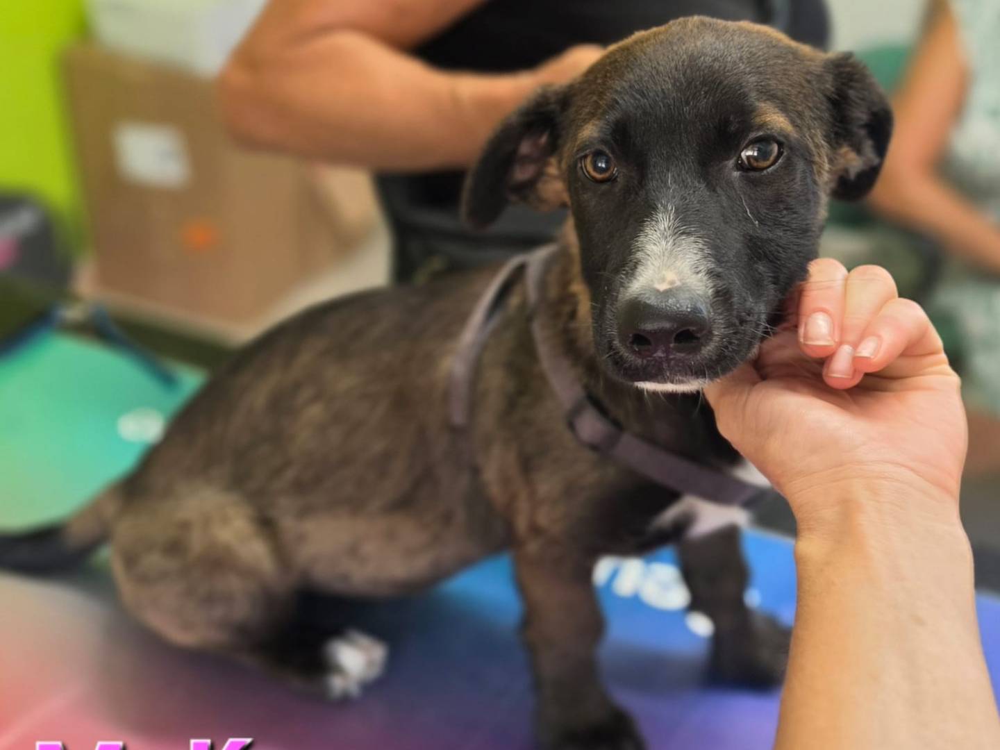 Adotta un cane, taglia media contenuta, femmina, Taranto