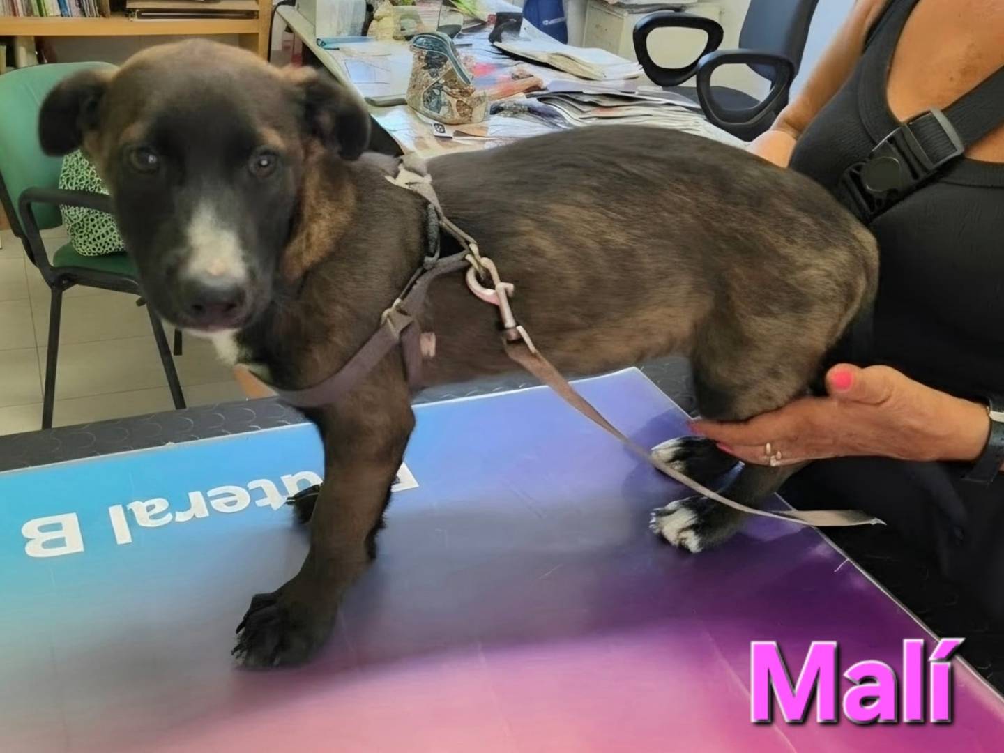 Vuoi adottare un cane a Taranto?