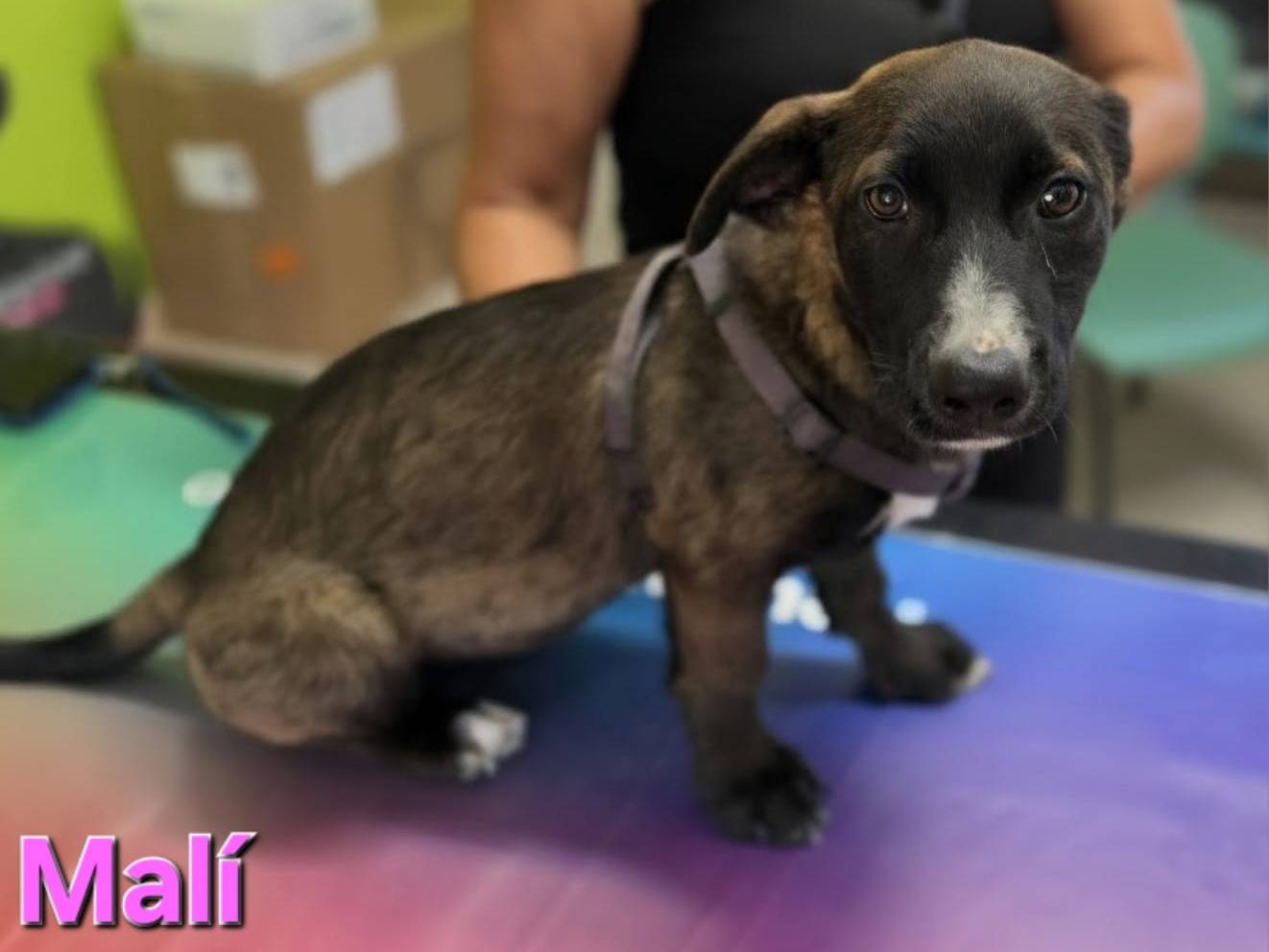 Adotta il cane Mali a Taranto