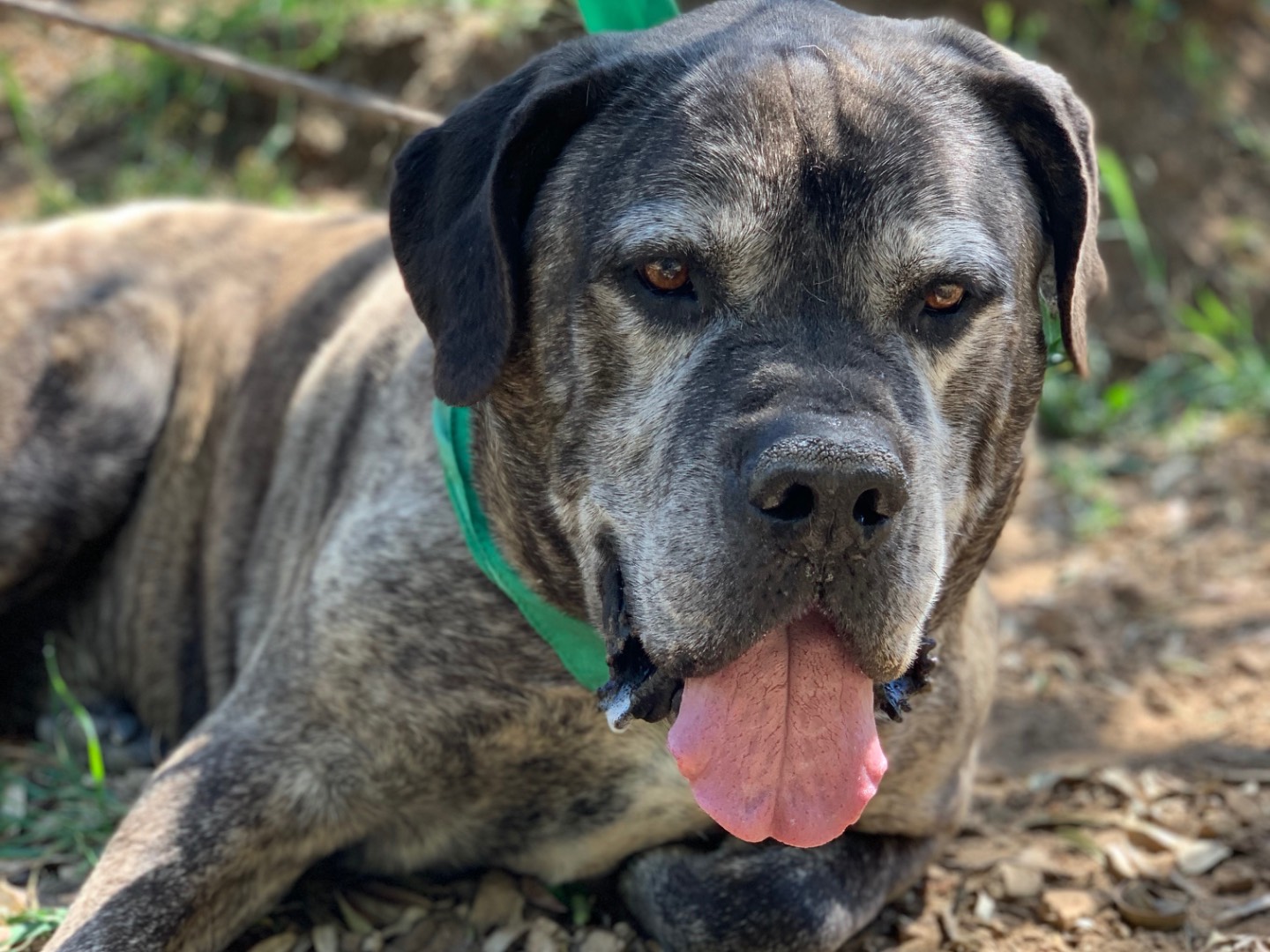 Adotta un cane, maschio, 7 anni e 11 mesi, Latina