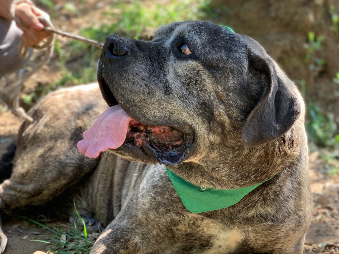 Adotta un cane, taglia grande, maschio, Latina