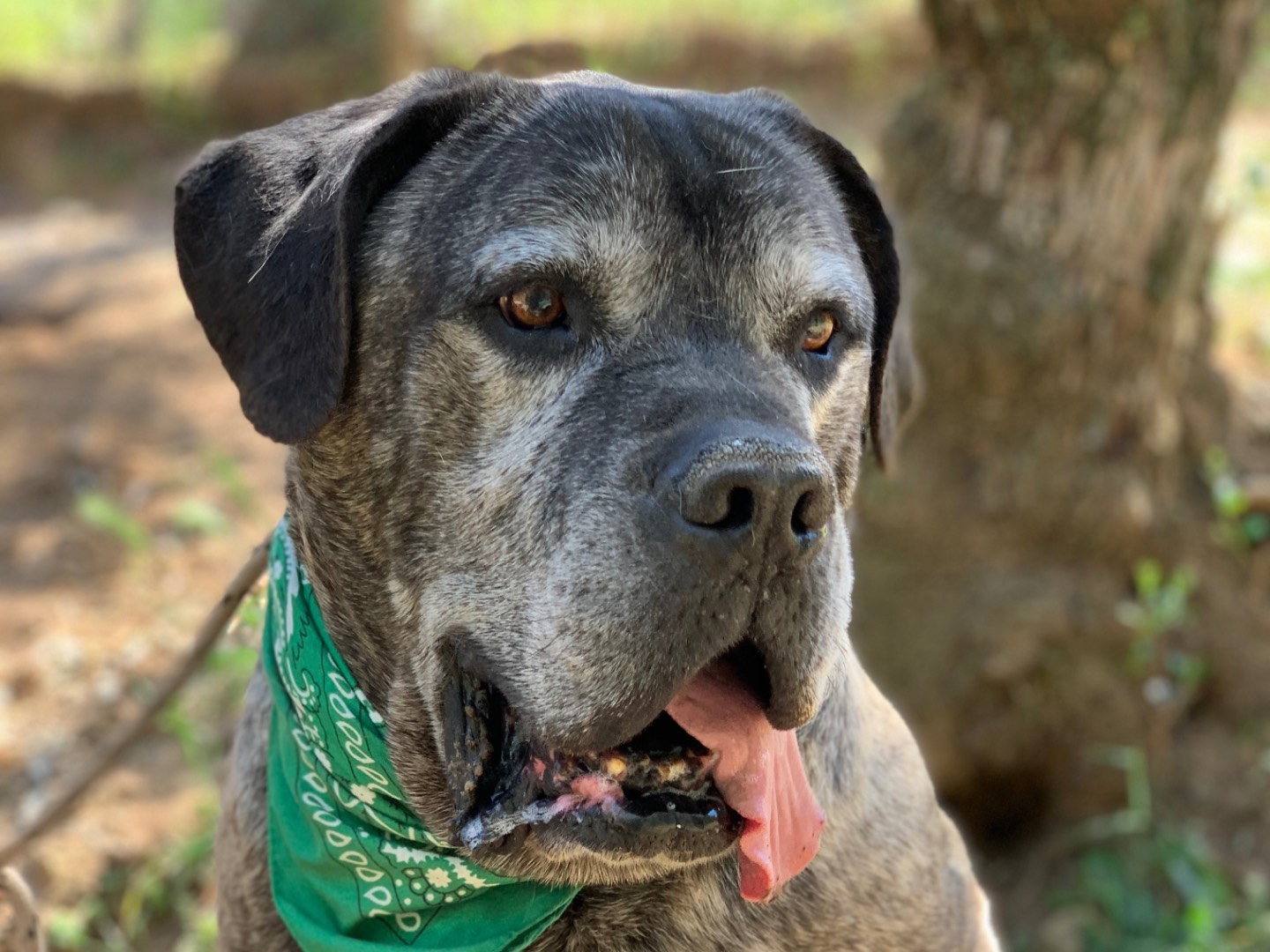Adotta il cane Rocco a Latina