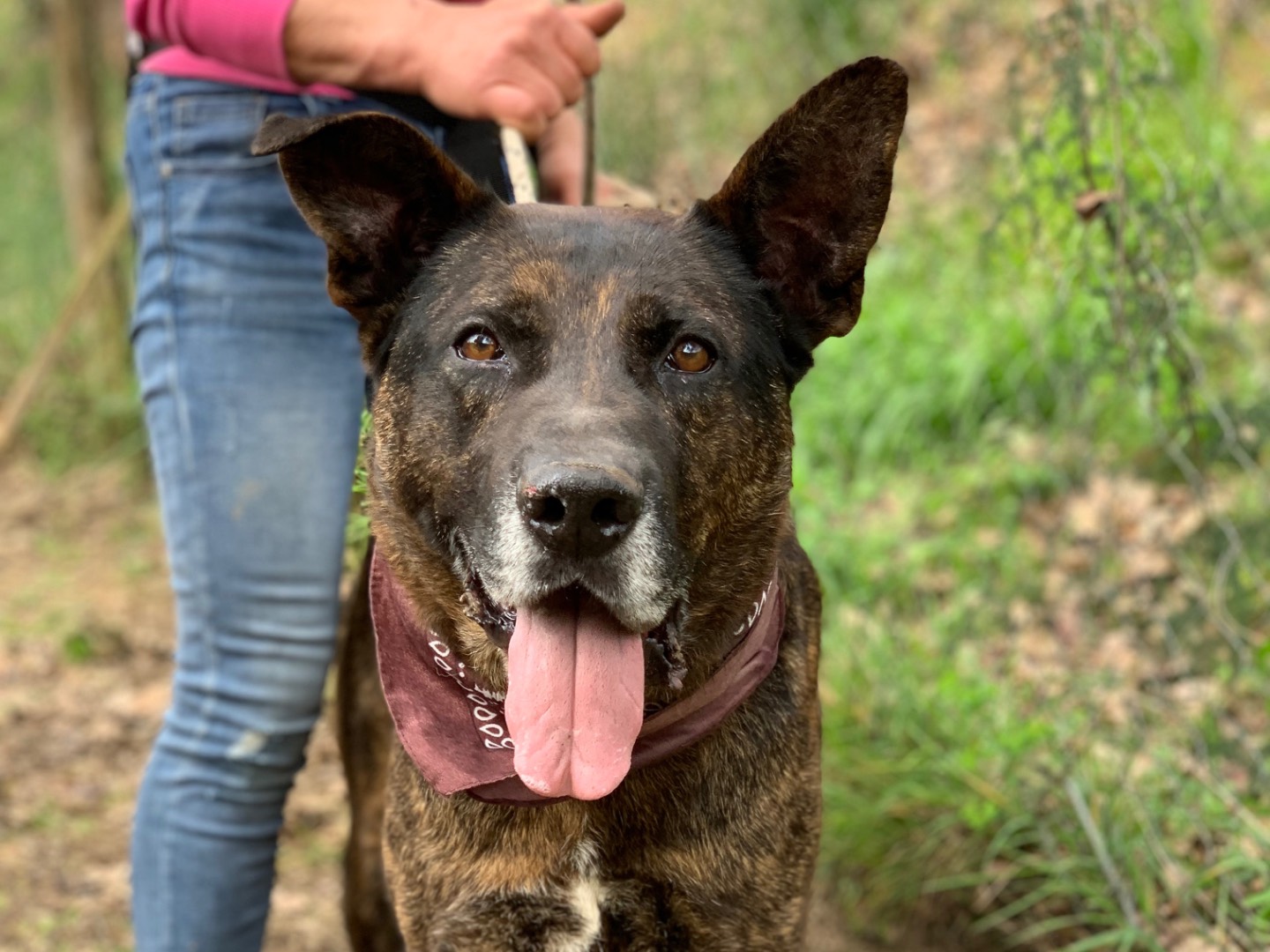 Adozione cane, maschio, Razza sconosciuta Razza sconosciuta, 5 anni e 11 mesi, taglia media, Latina