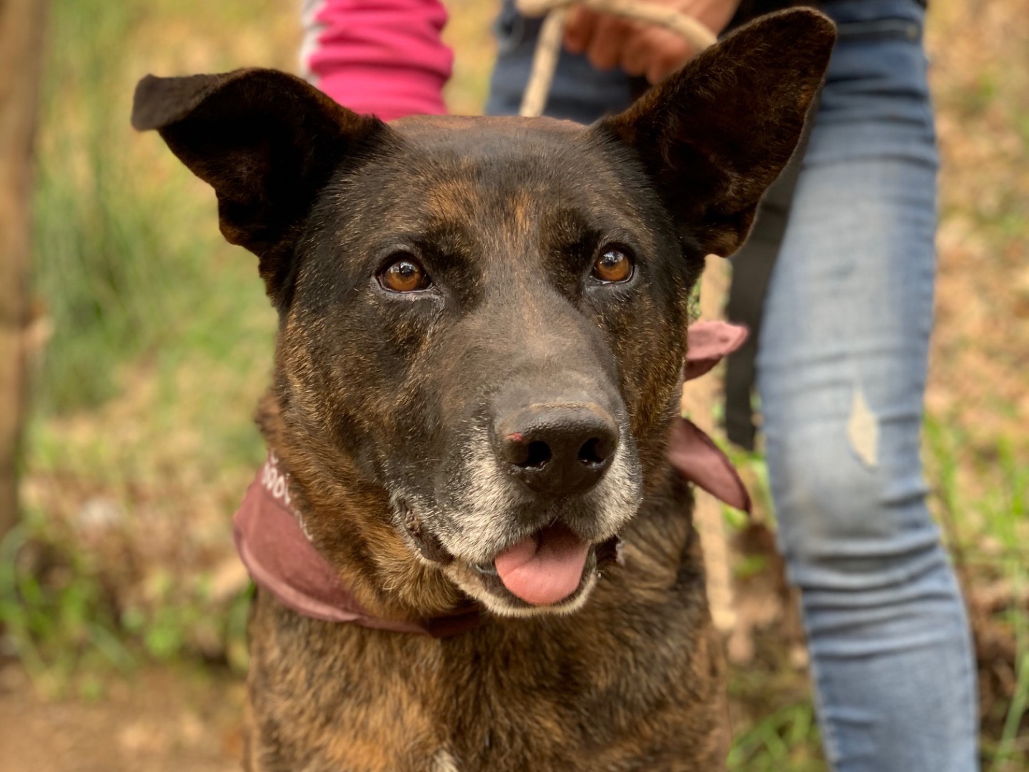 Adotta il cane Rufus a Latina