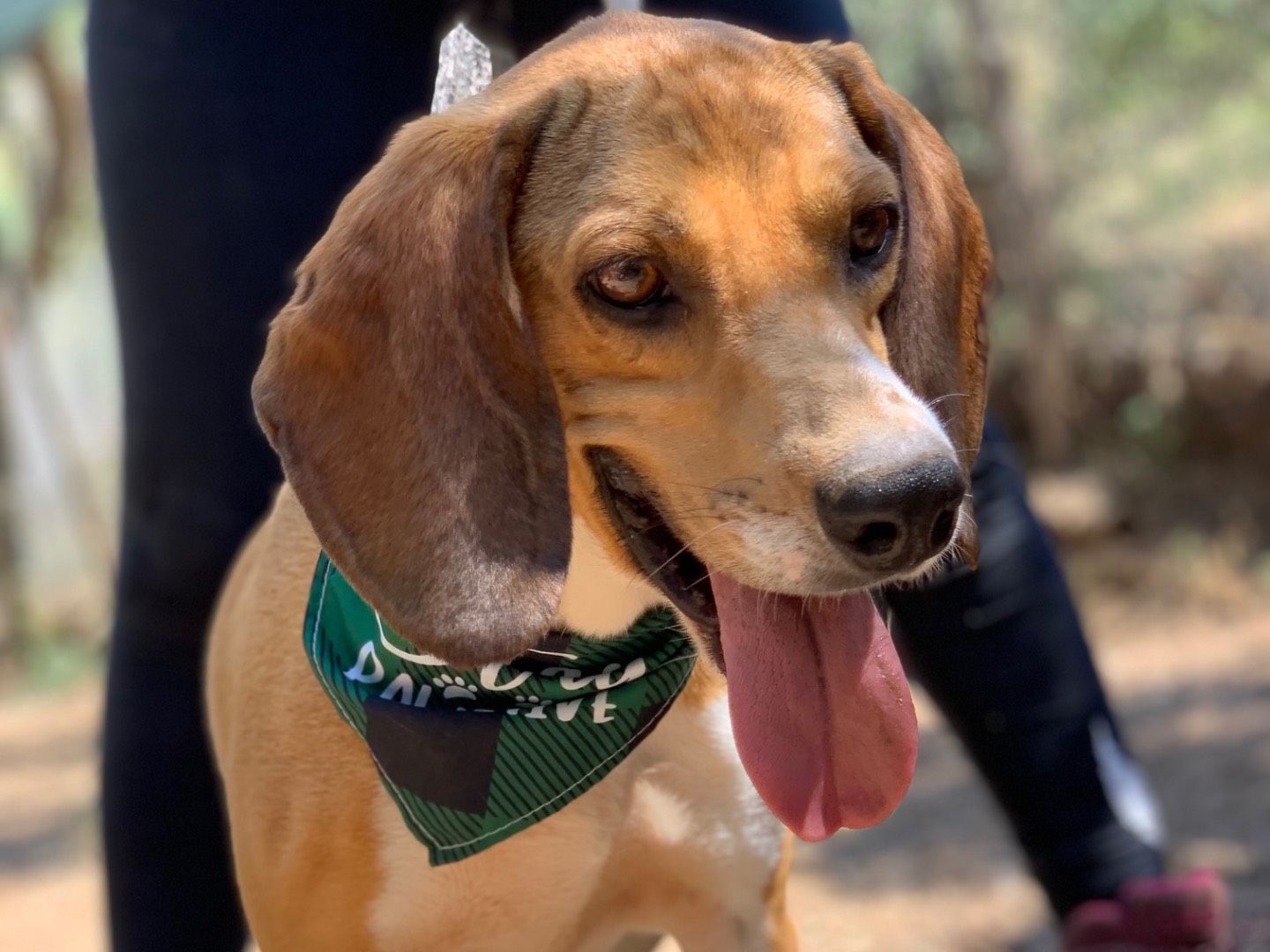 Adotta un cane, maschio, 5 anni e 9 mesi, Latina