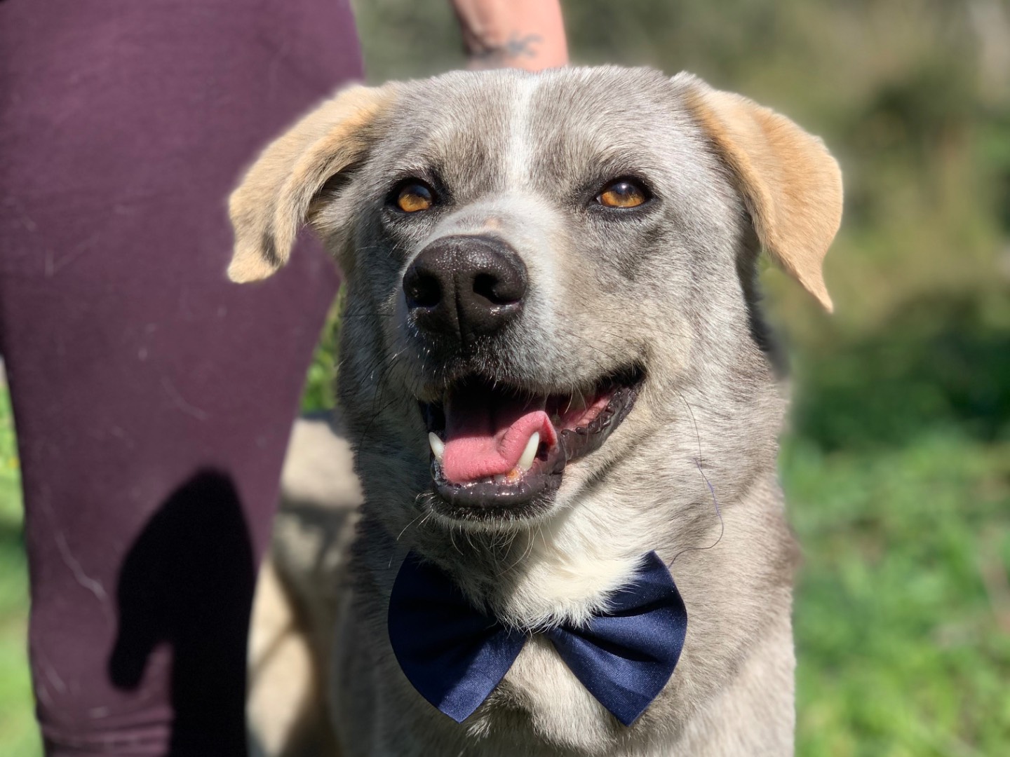 Adotta un cane, maschio, 3 anni e 11 mesi, Latina
