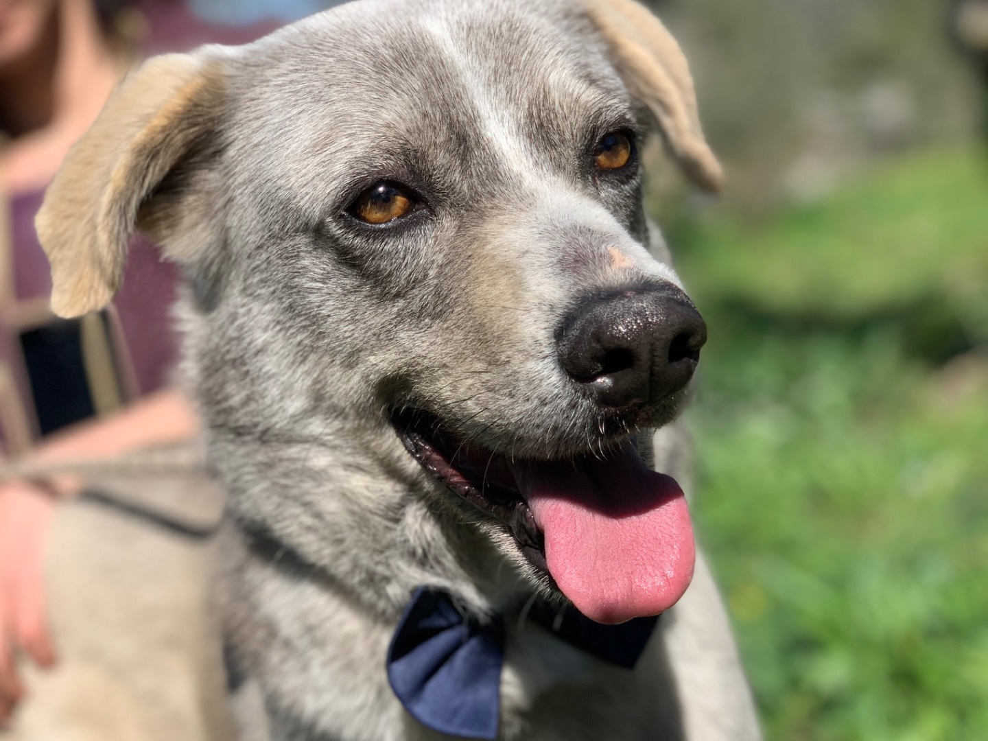 Adotta un cane, taglia media, maschio, Latina