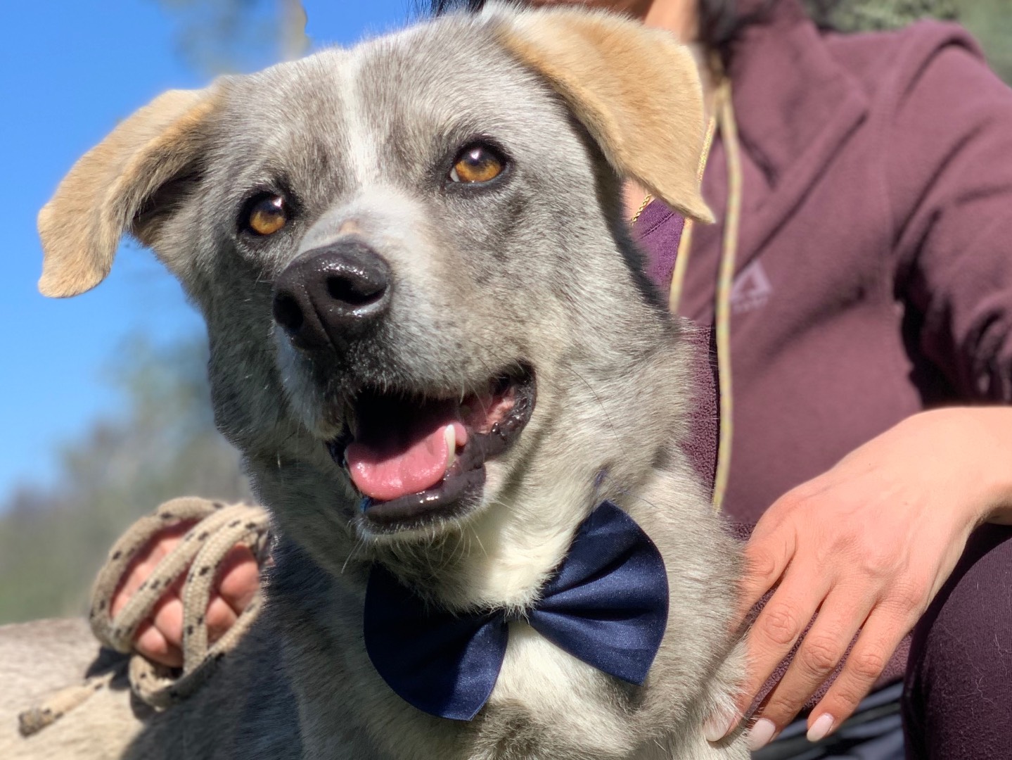Adozione cane, maschio, Razza sconosciuta Razza sconosciuta, 3 anni e 11 mesi, taglia media, Latina