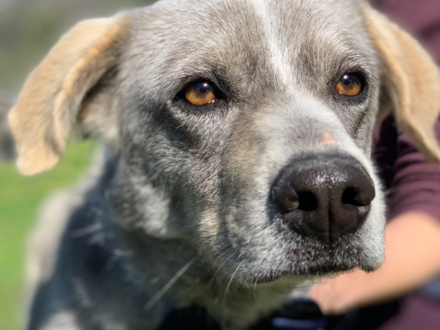 Vuoi adottare un cane a Latina?