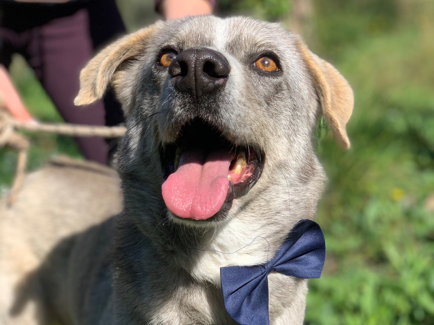 Adotta il cane Silver  a Latina