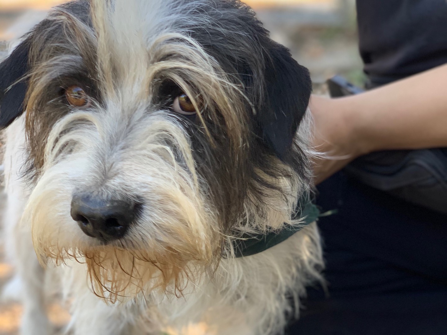 Adotta un cane, maschio, 7 anni e 9 mesi, Latina