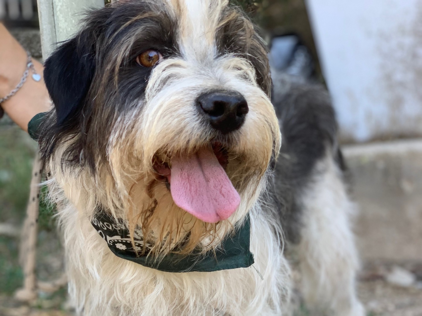 Adotta il cane Spillo a Latina
