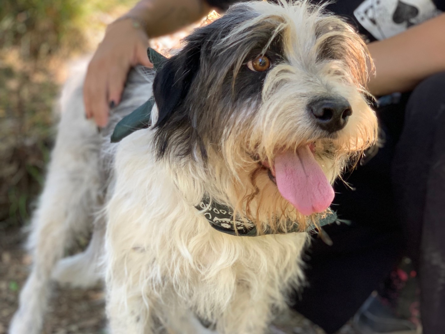 Adotta un cane, taglia media, maschio, Latina