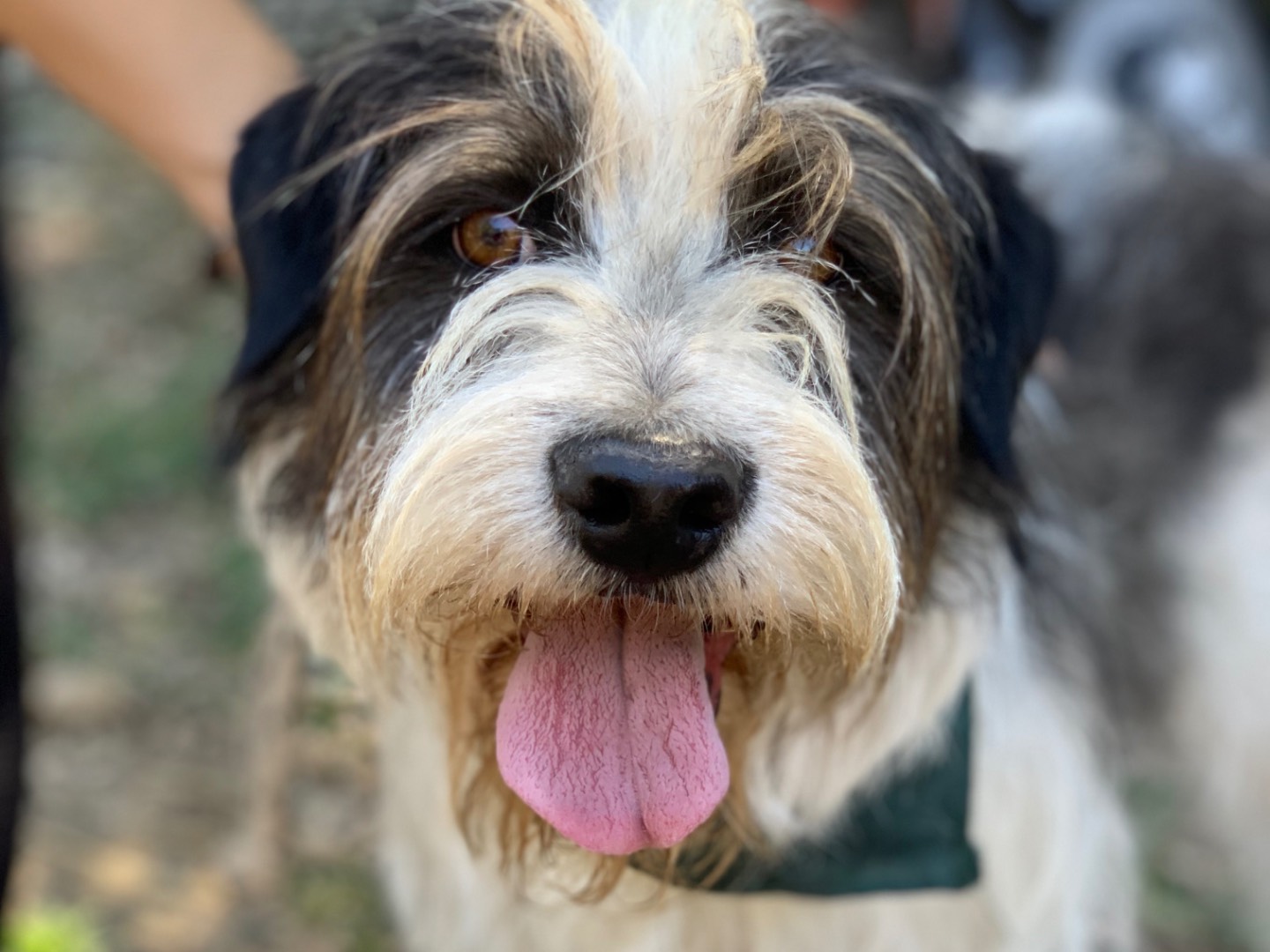 Adozione cane, maschio, Razza sconosciuta Razza sconosciuta, 7 anni e 9 mesi, taglia media, Latina