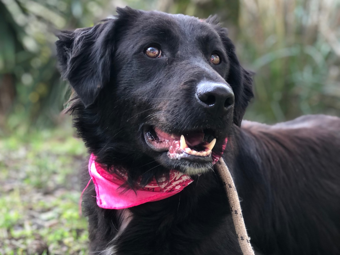 Adozione cane, femmina, Razza sconosciuta Razza sconosciuta, 2 anni e 2 mesi, taglia media, Latina