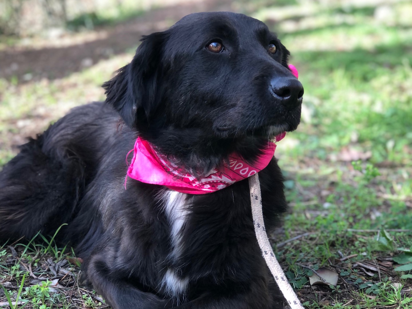 Adotta un cane, femmina, 2 anni e 2 mesi, Latina