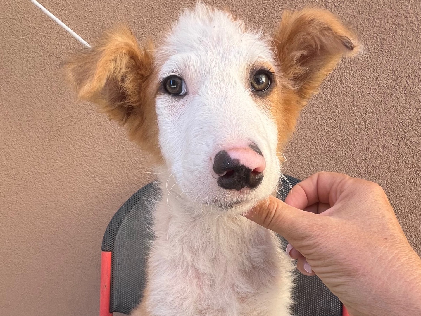Adozione cane, maschio, Razza sconosciuta Razza sconosciuta, 4 mesi, taglia media, Siracusa