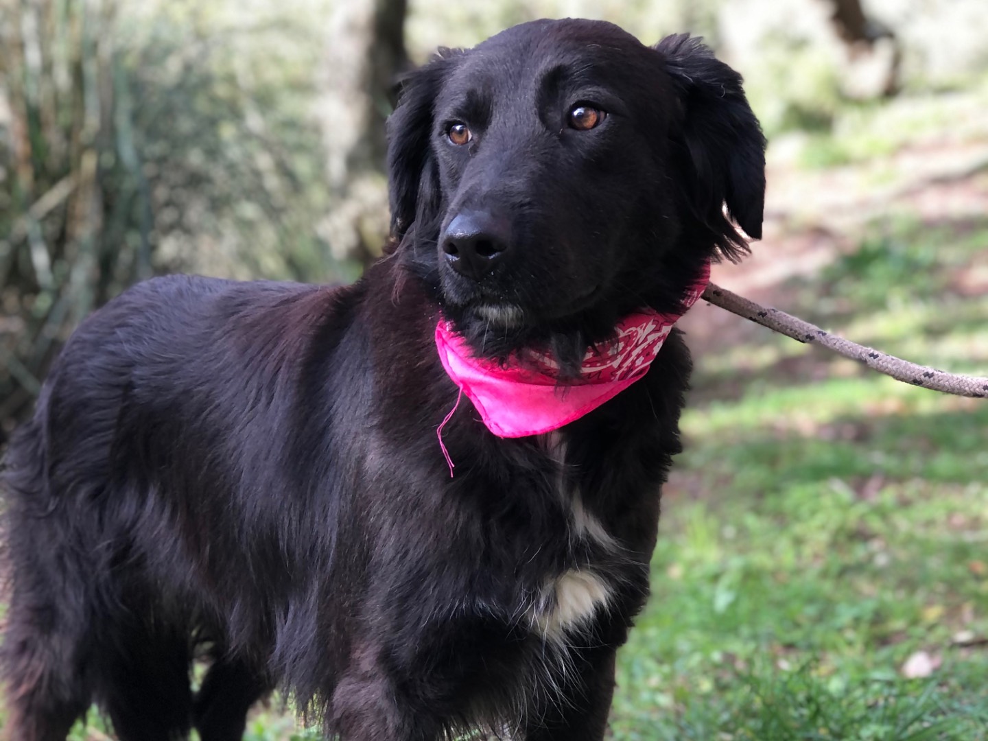Adotta un cane, taglia media, femmina, Latina