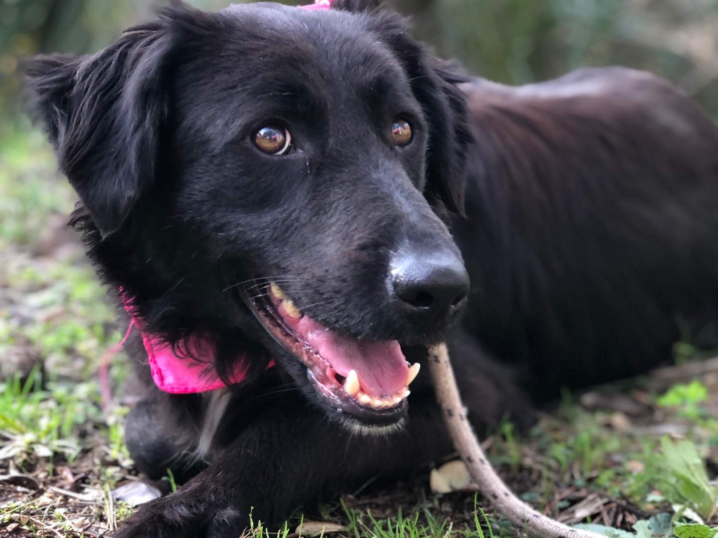 Adotta il cane Susy a Latina